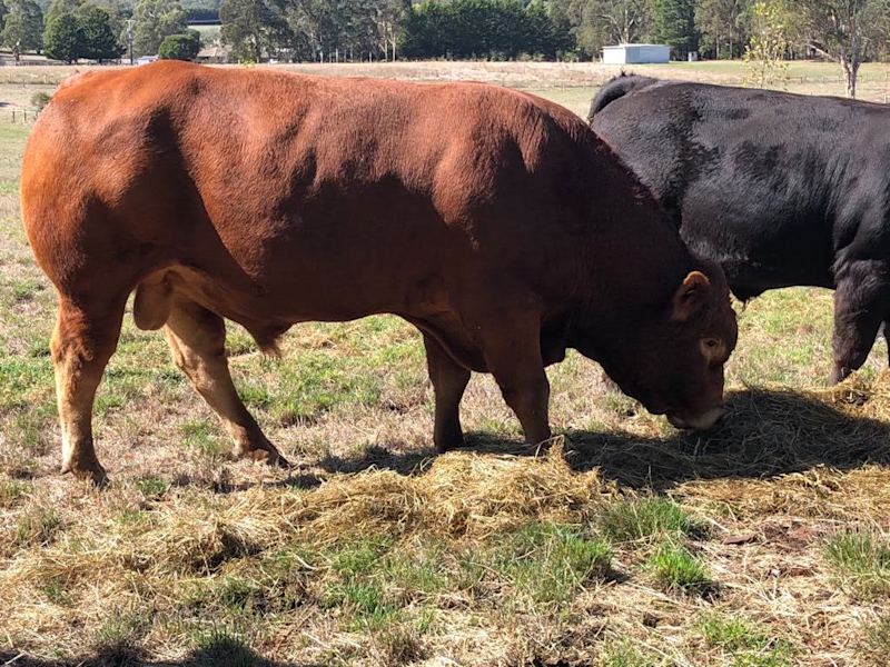 Grass-fed Limousin Cattle for sale